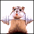 Sgt. Gadget